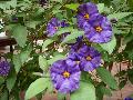 Blue Potato Bush / Lycianthes rantonnetii 